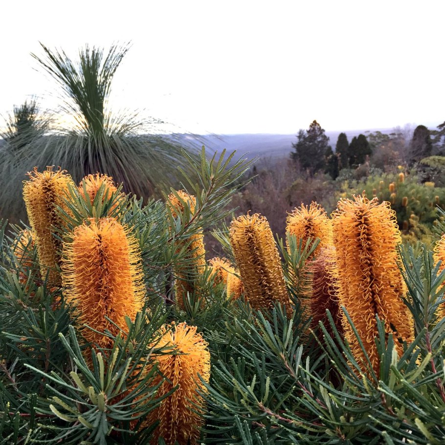 Banksia Alba Rosa