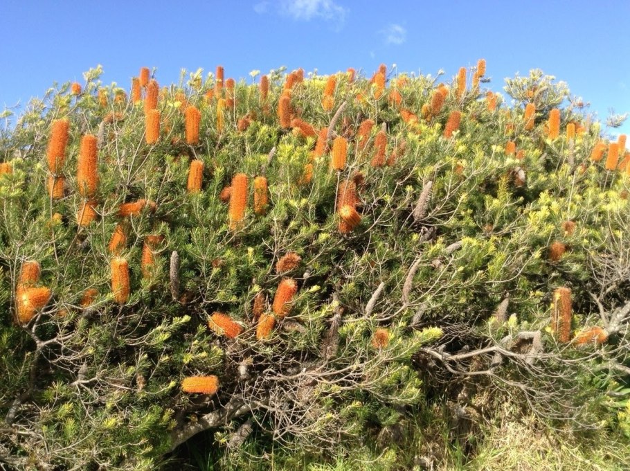 Цветок Банксия протея