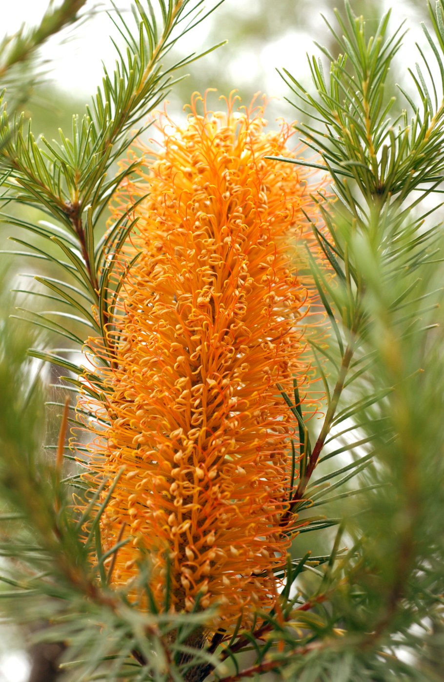 Банксия Болотная