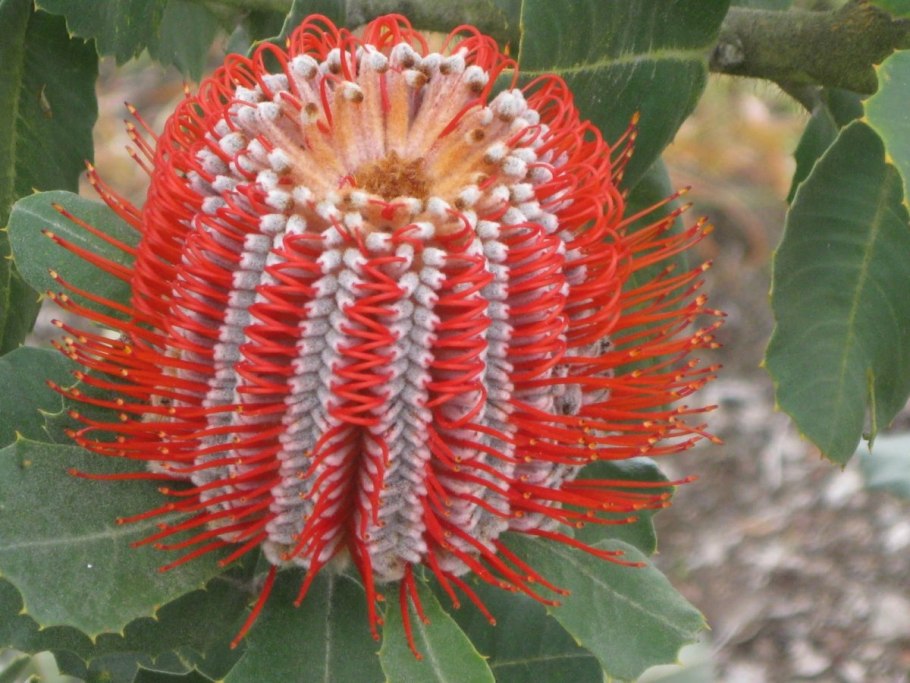 Banksia строение
