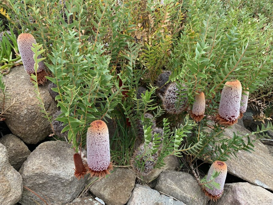 Банксия прионотес