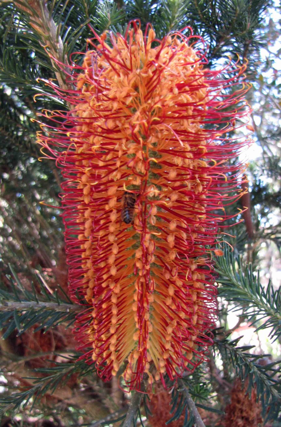 Banksia spinulosa