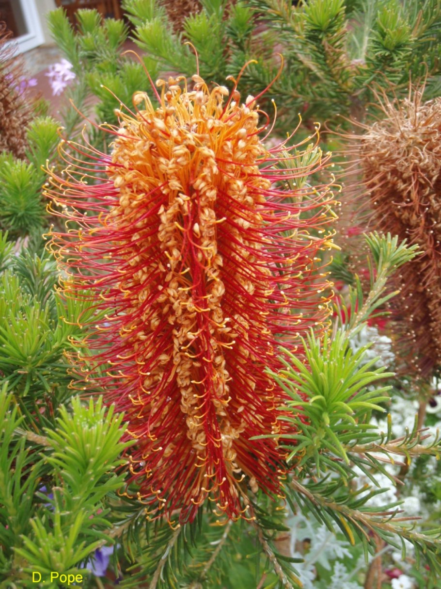 Banksia ericifolia