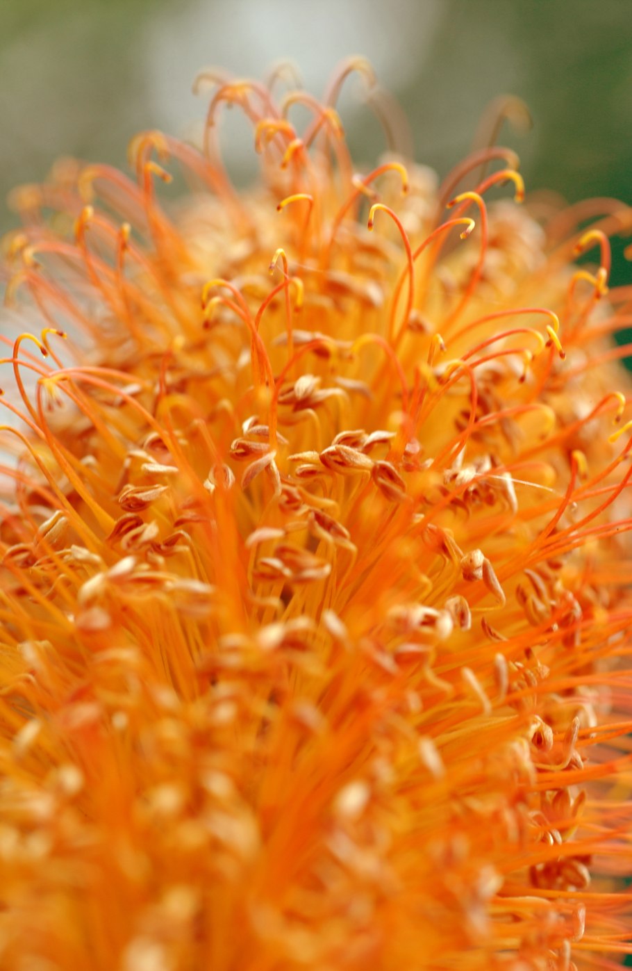 Банксия Болотная