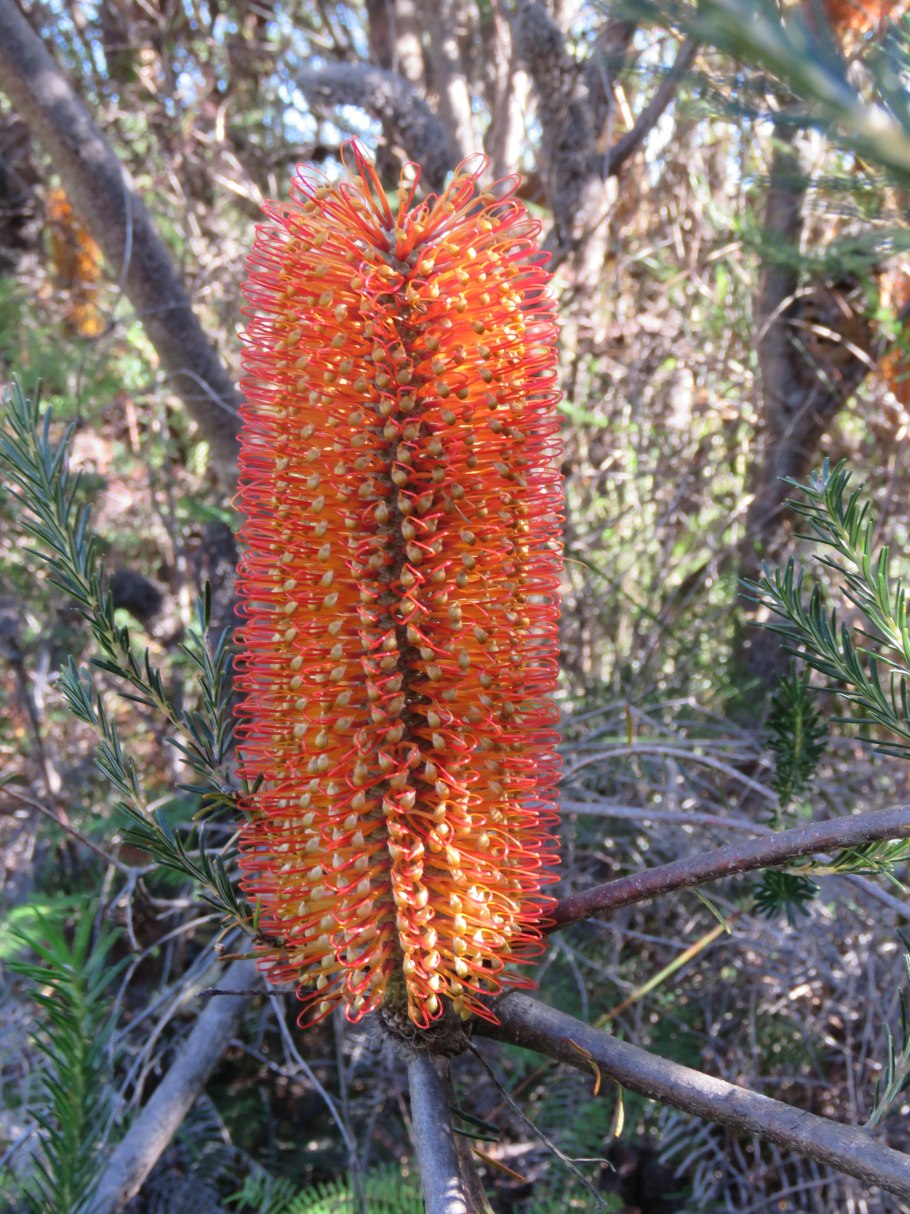 Банксия австралийская