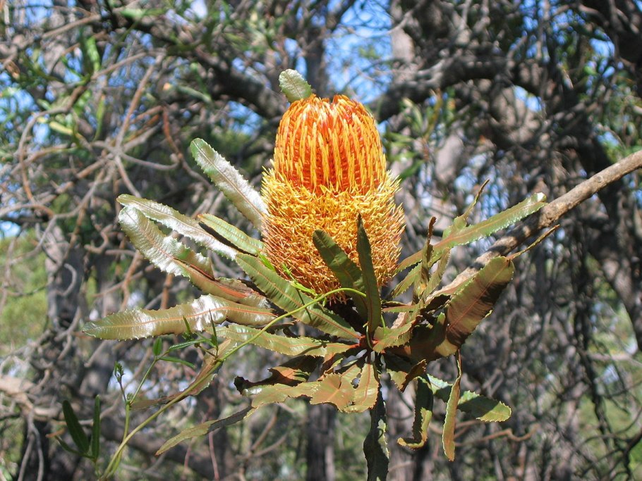 Банксия МЕНЗИЕЗА