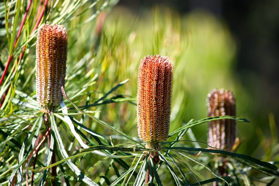 Банксия (Banksia)