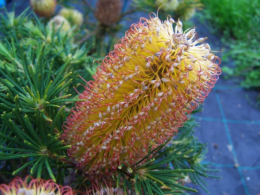 Banksia praemorsa