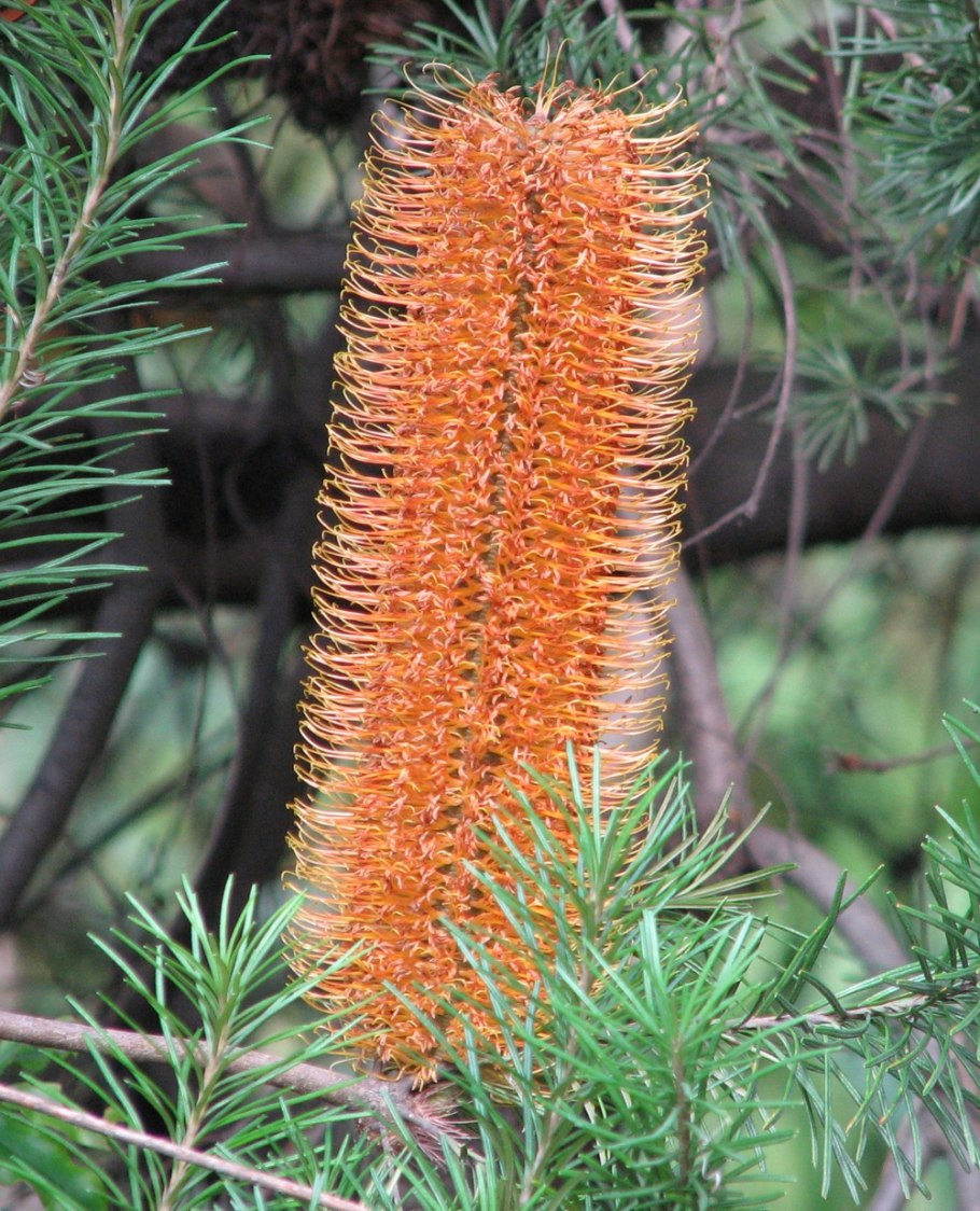 Banksia spinulosa var collina
