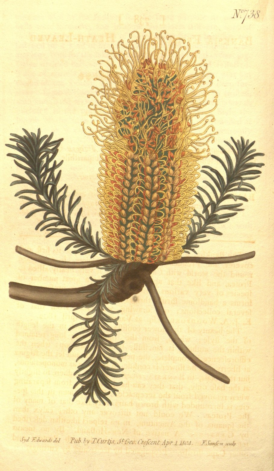 Banksia Nutans