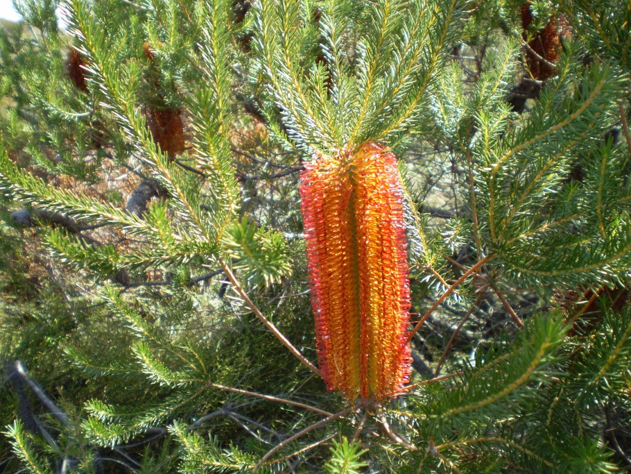 Banksia Heather