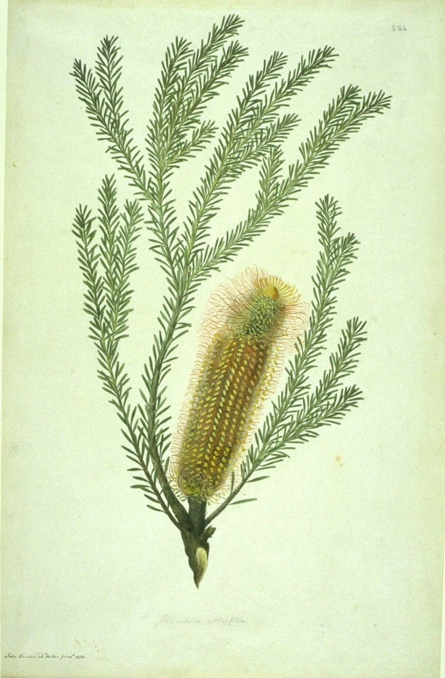 Banksia spinulosa