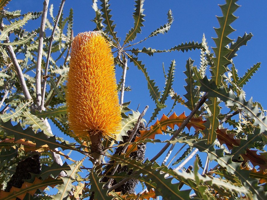 Банксия растение