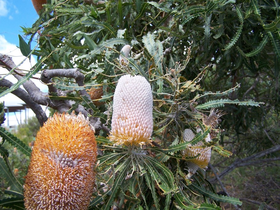 Банксия прионотес