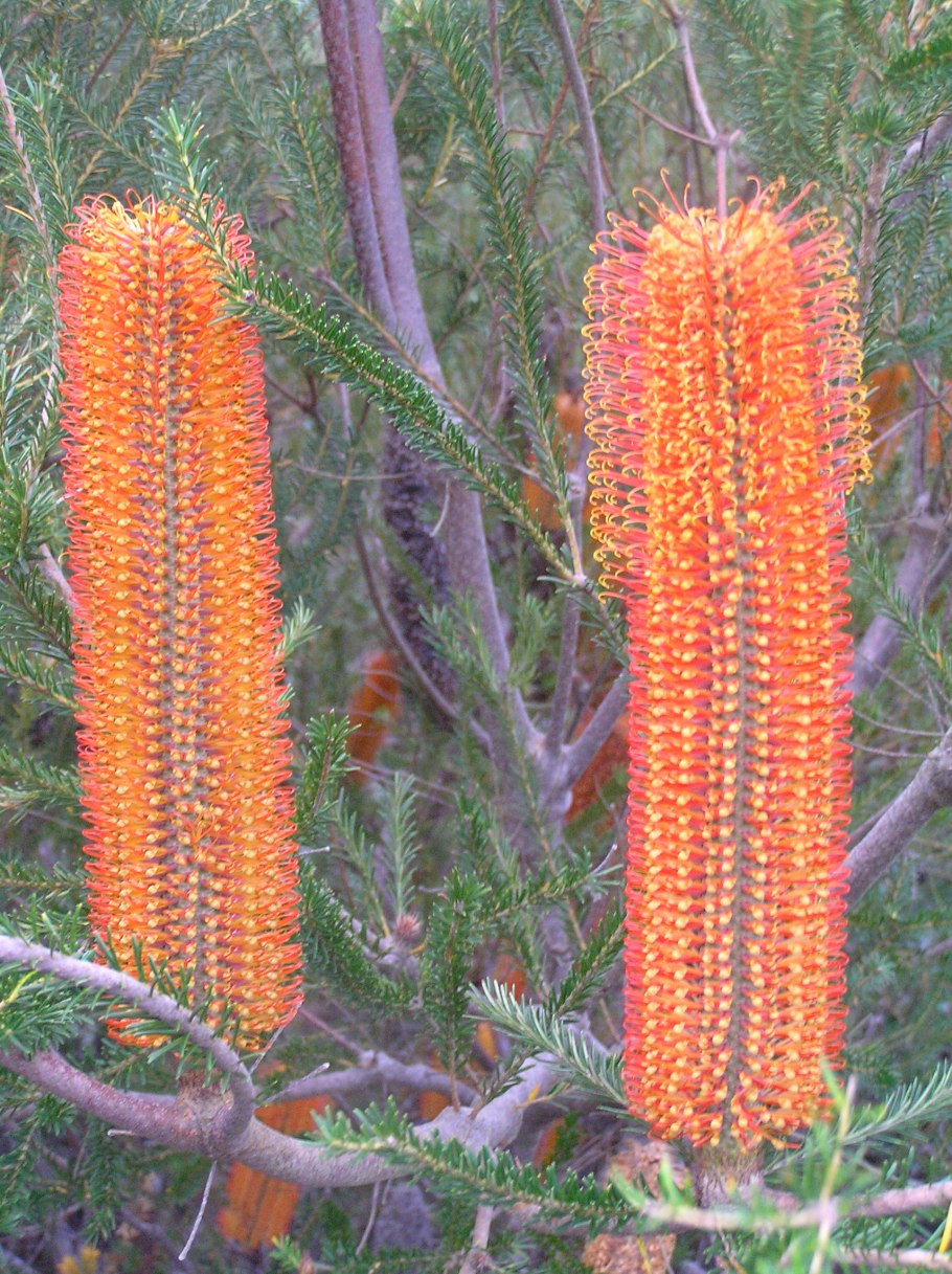 Банксия протея