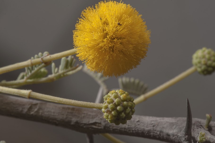 Акация Аравийская (Acacia Arabica
