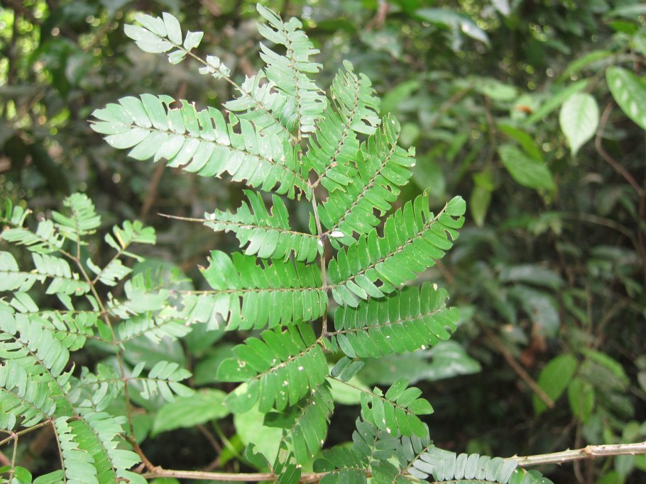 The Golden Wattle, Acacia pycnantha