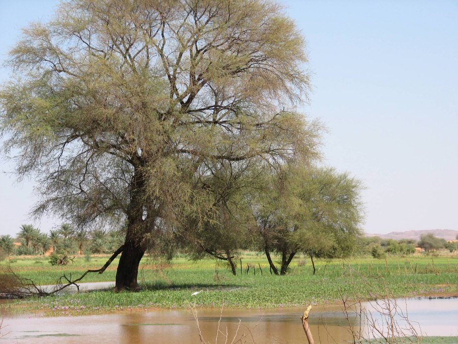 Акация Аравийская (Acacia Arabica