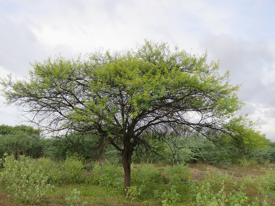 Акация длиннолистная