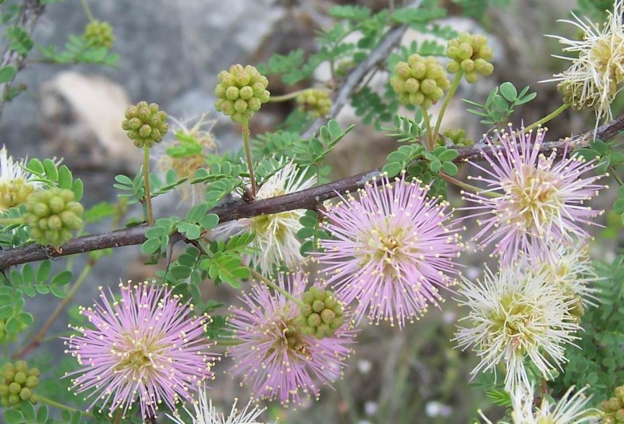 Дереза Карагана кустарниковая