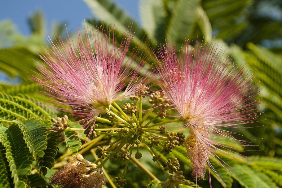 Acacia dealbata (Акация)