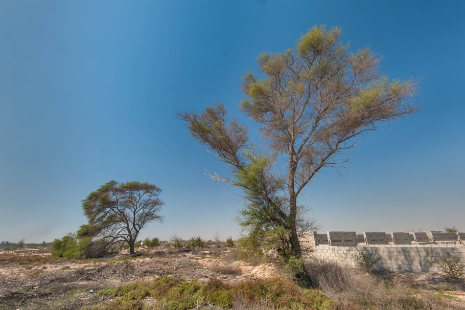 Нильская Акация Acacia nilotica