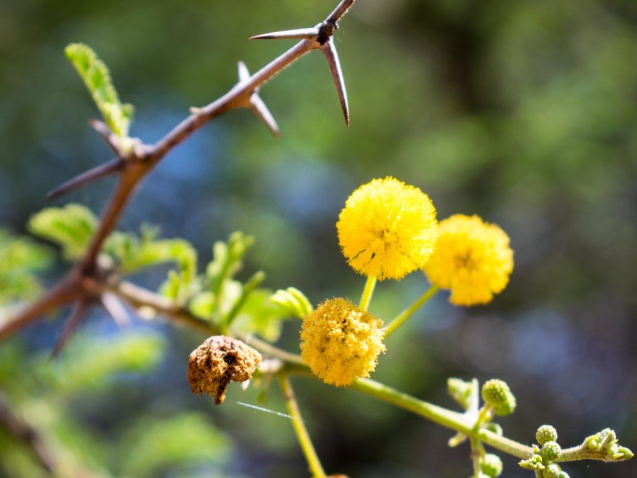 Акация Аравийская (Acacia Arabica