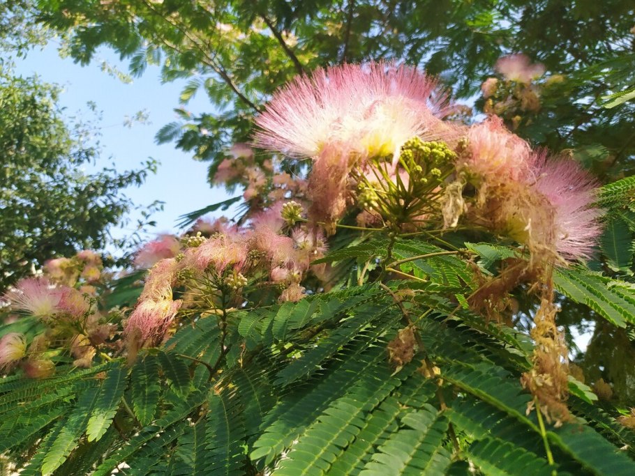 Акация альбиция