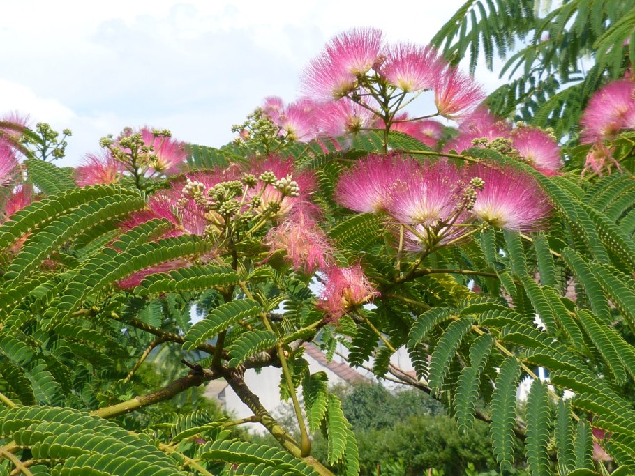 Акация мелколистная