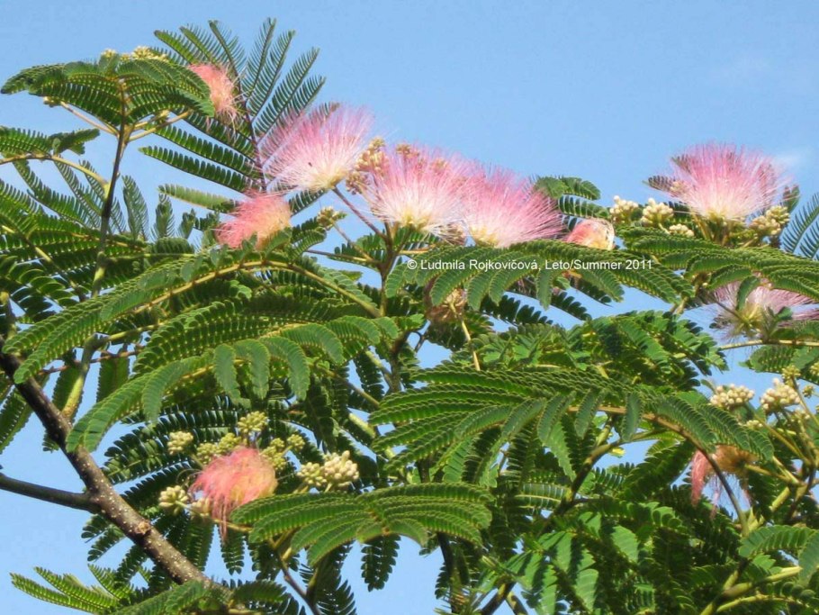 Acacia maidenii