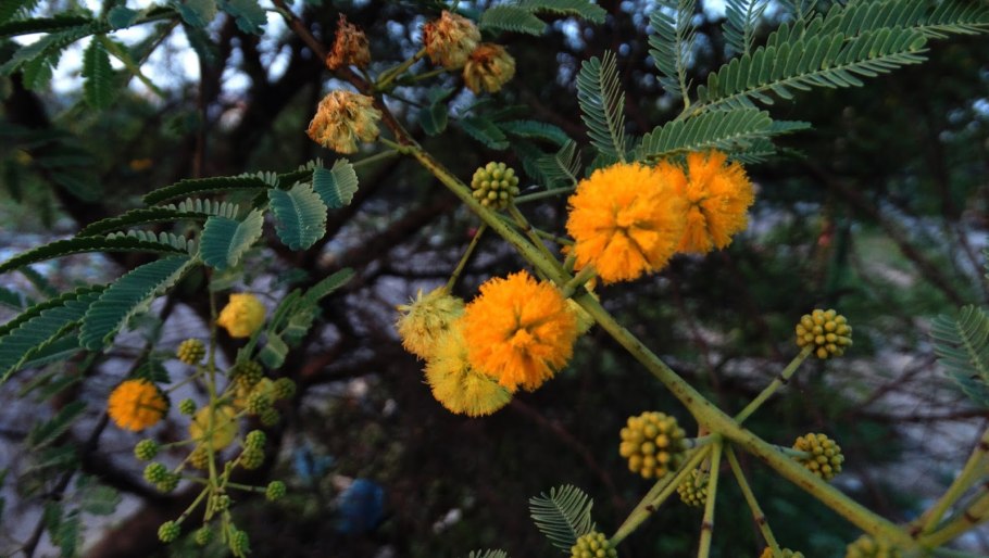 Vachellia nilotica