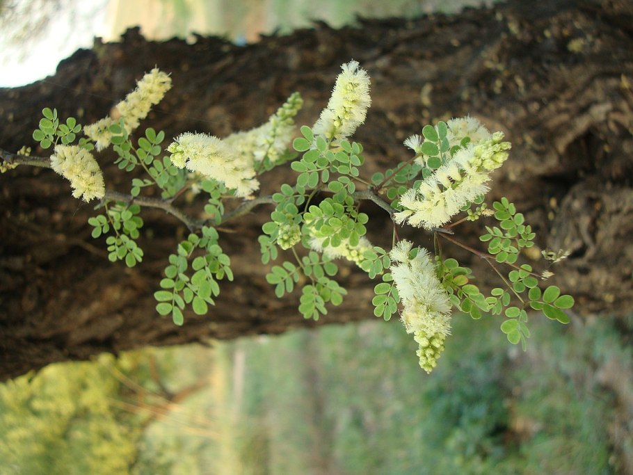 Acacia pycnantha бутоны