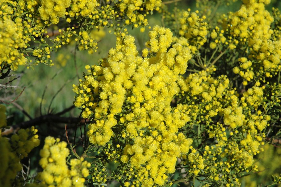 Акация густоцветковая «Золотая»