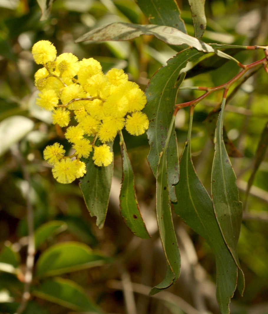 Acacia pycnantha golden wattle