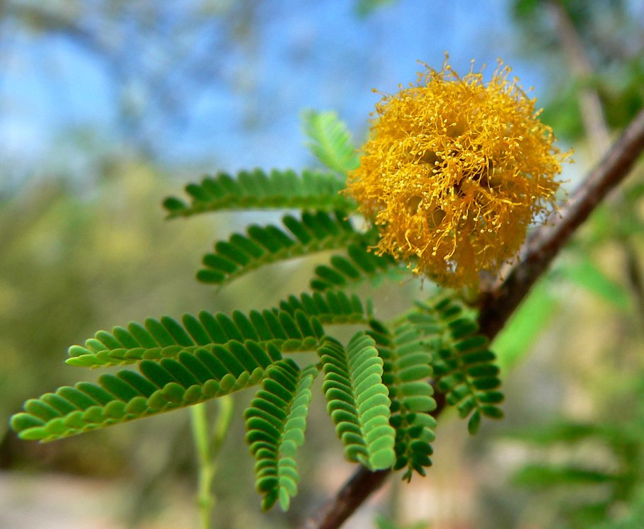Acacia farnesiana
