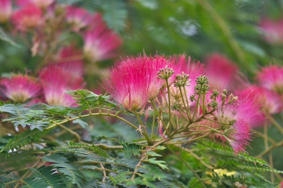 Альбиция ленкоранская акация