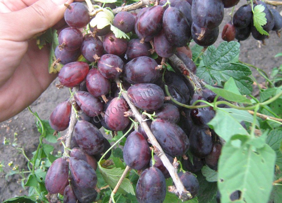 Крыжовник бесшипный Командор