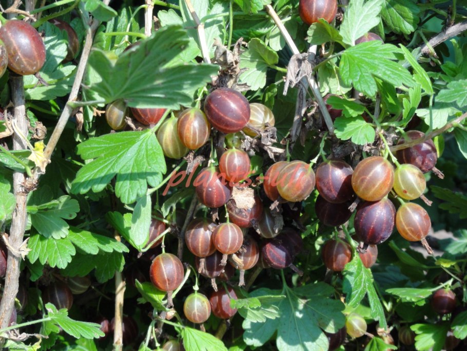 Миасское красн ягодный питомник