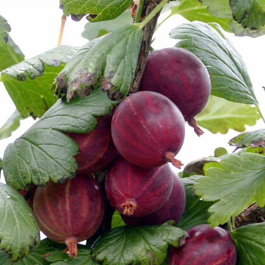 Крыжовник Черносливовый