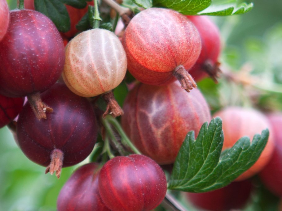 Крыжовник Краснославянский