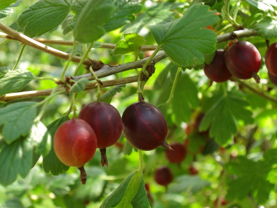 Крыжовник сорт командор