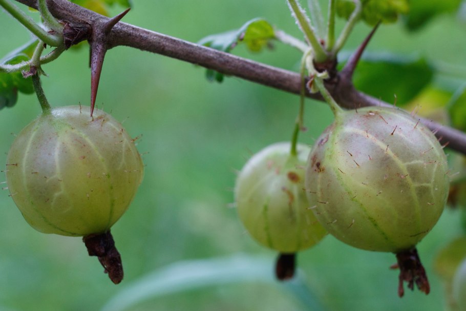 Крыжовник куст