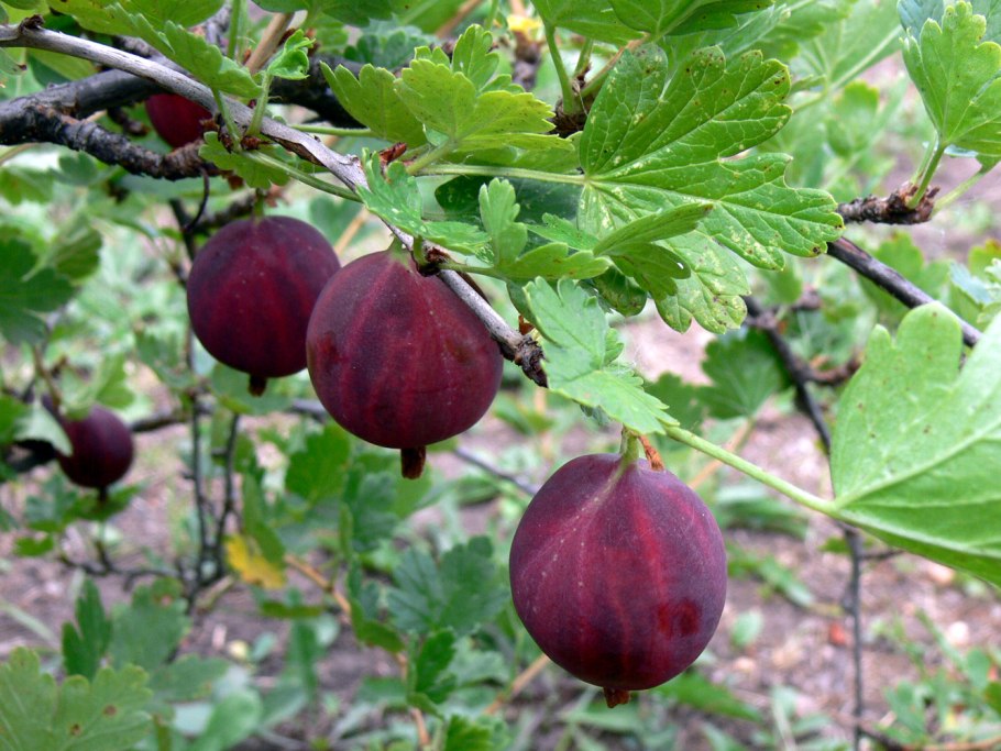 Крыжовник малахит куст