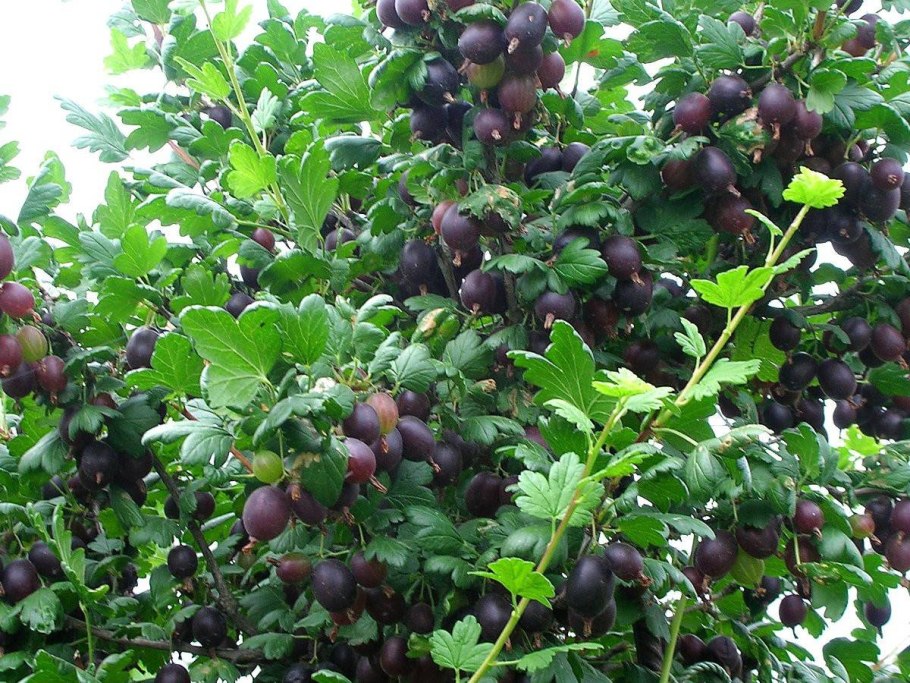 Крыжовник Арлекин