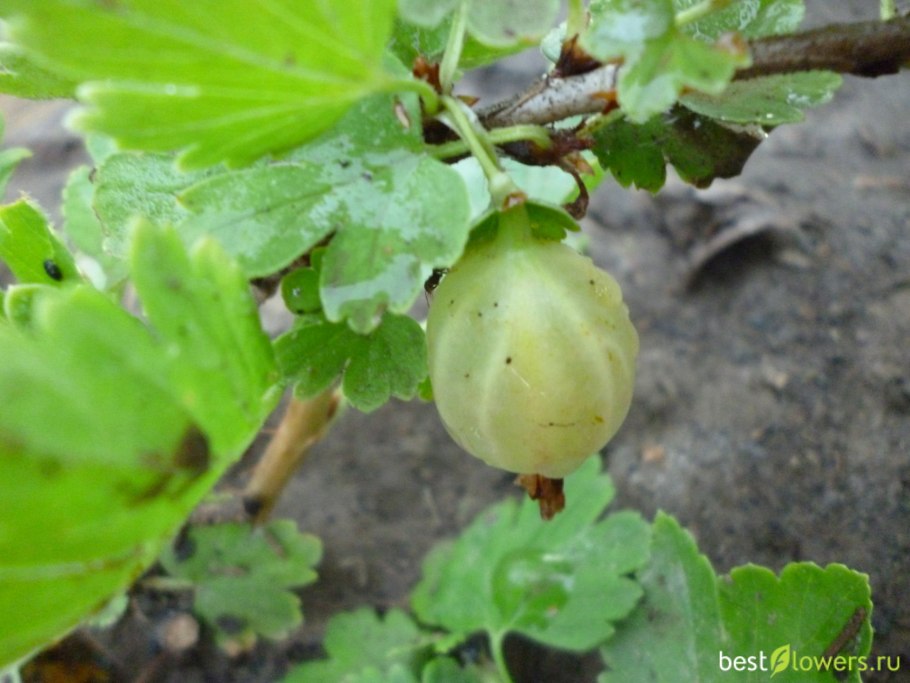 Крыжовник Грушенька