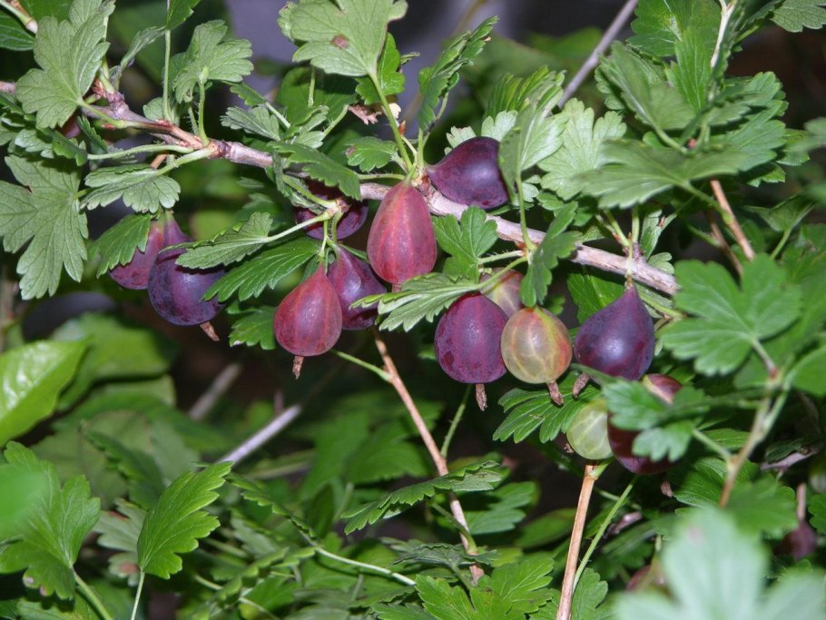 Крыжовник сорт грушенька