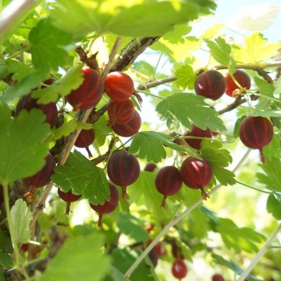 Крыжовник Московский изумруд