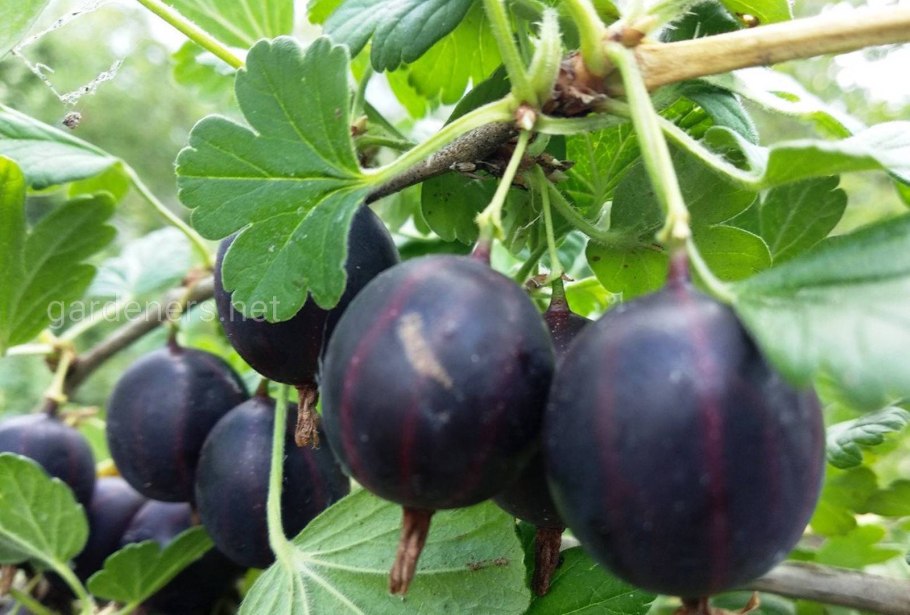 Крыжовник северный капитан