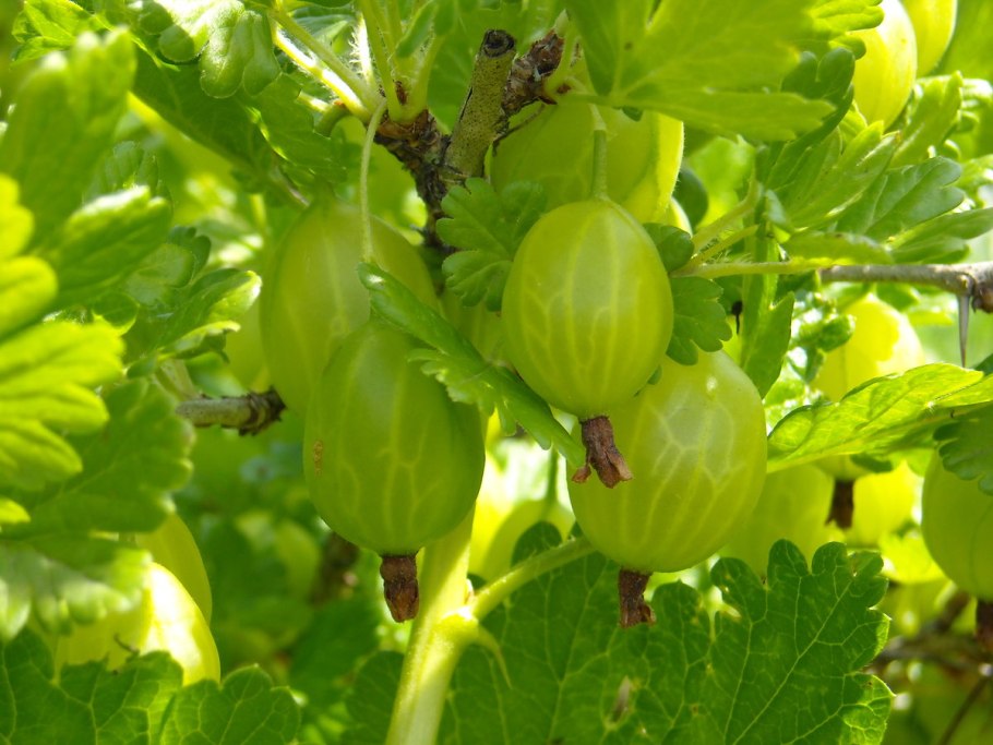 Крыжовник Ленинградский великан