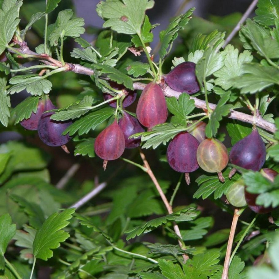 Крыжовник без колючек